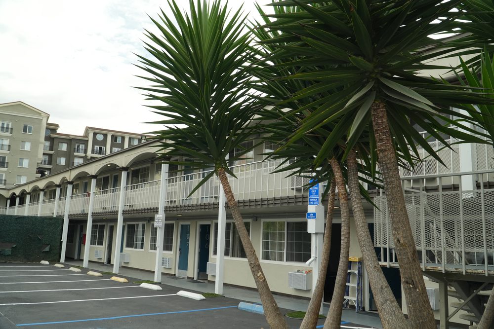 Dracaena palms in front of the HarborTAY House building